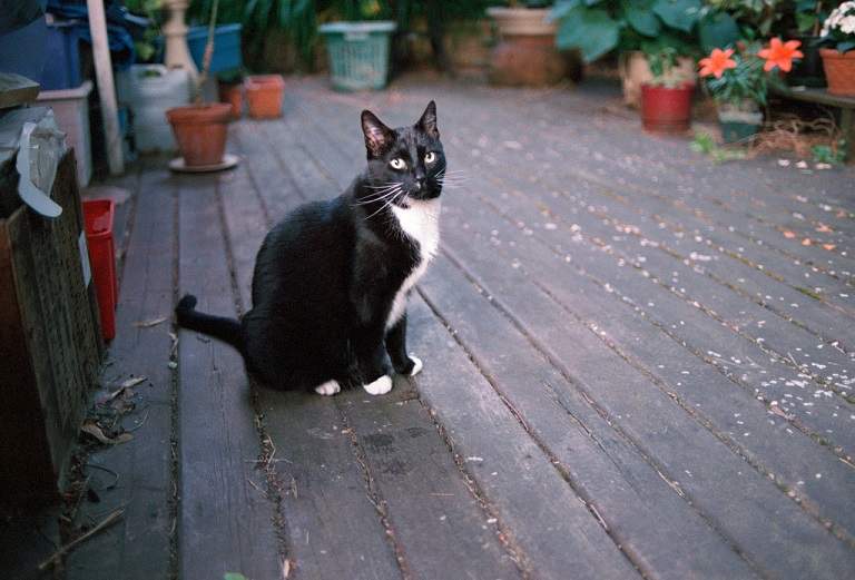 bw cat deck.jpg