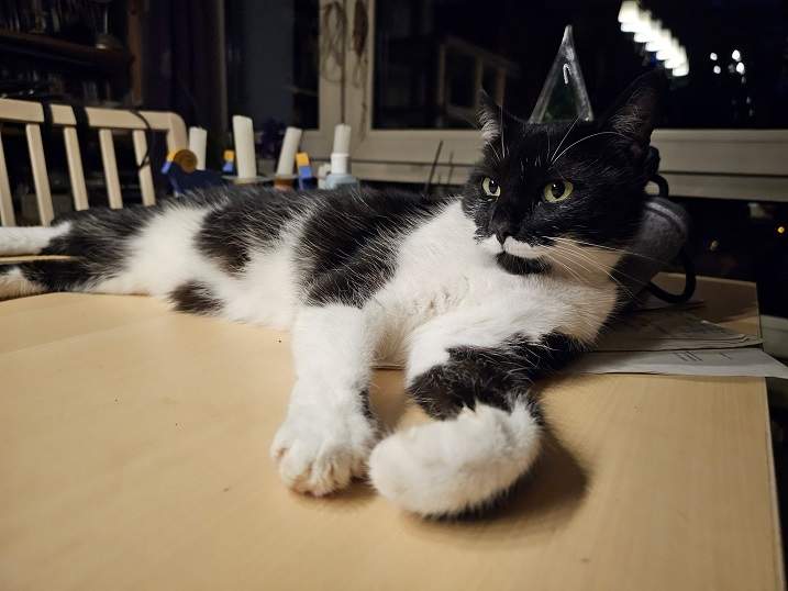bw cat desk.jpg