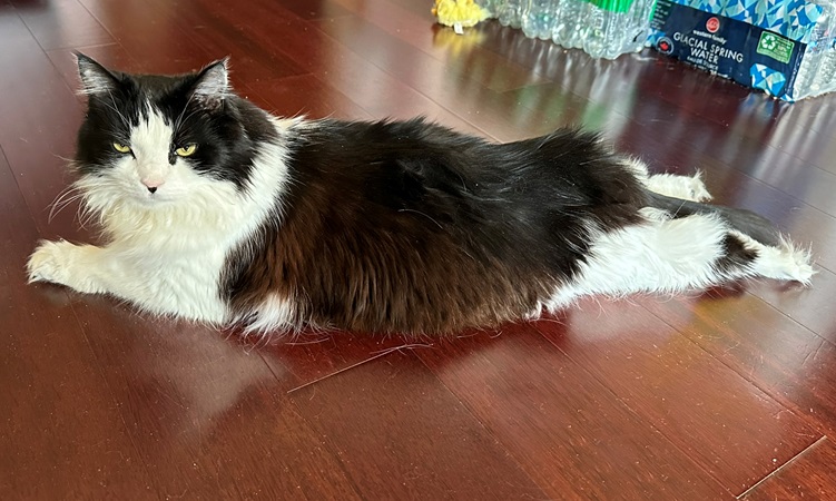bw cat floor.jpg