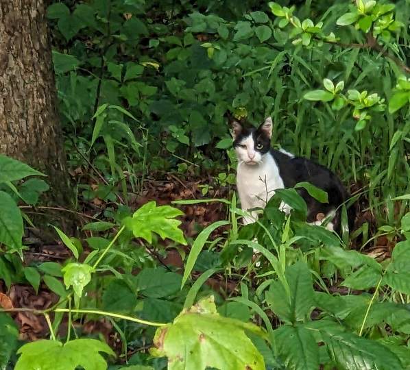 bw cat garden.jpg