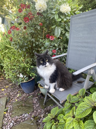 bw cat garden.jpg