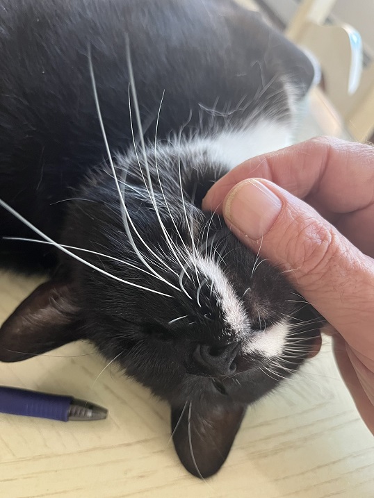 bw cat hand.jpg