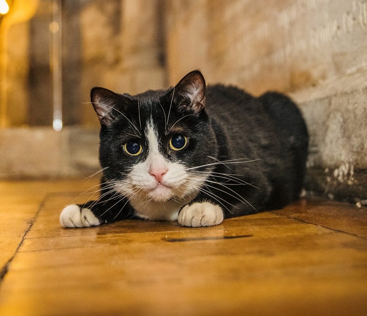 bw cat.jpg