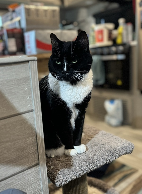 bw cat.jpg