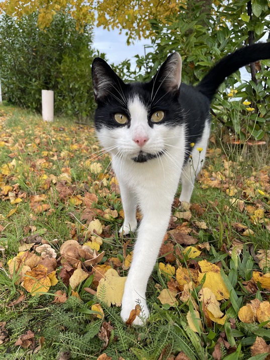 bw cat leaves.jpg