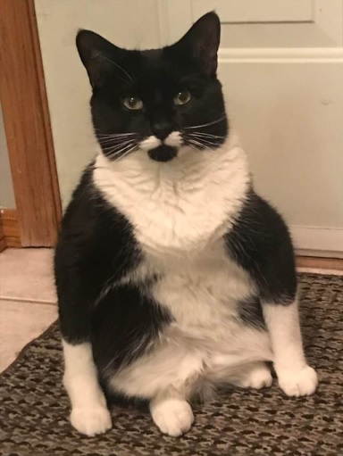 bw cat mat.jpg
