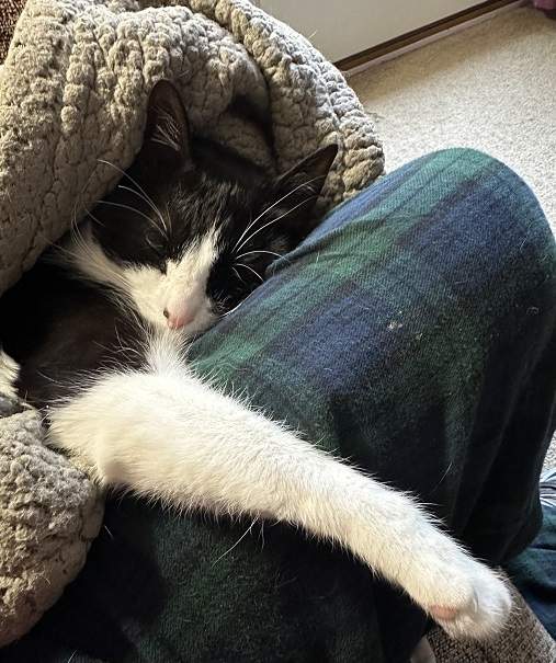 bw cat nap.jpg