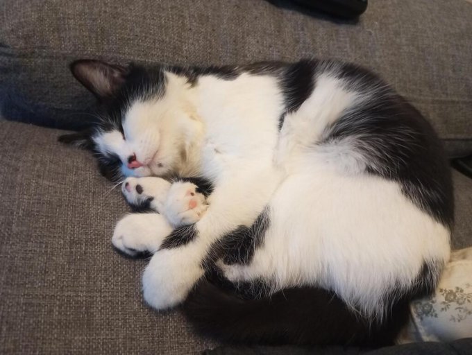 bw cat nap.jpg