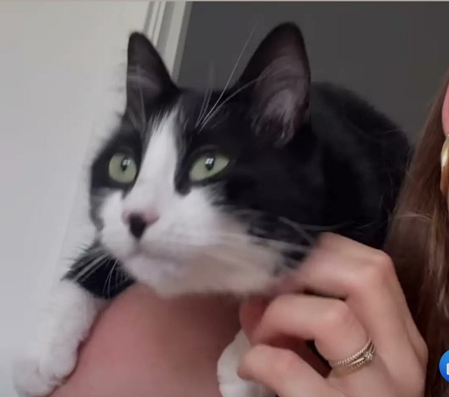 bw cat pet.jpg