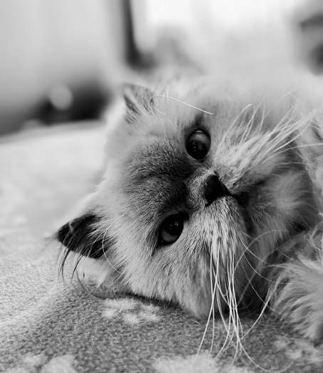 bw cat pic.jpg