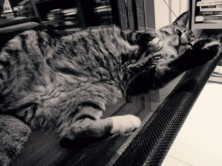 bw cat pic.jpg