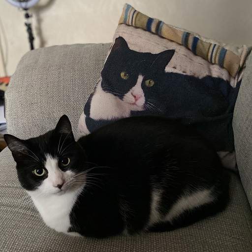 bw cat pillow.jpg