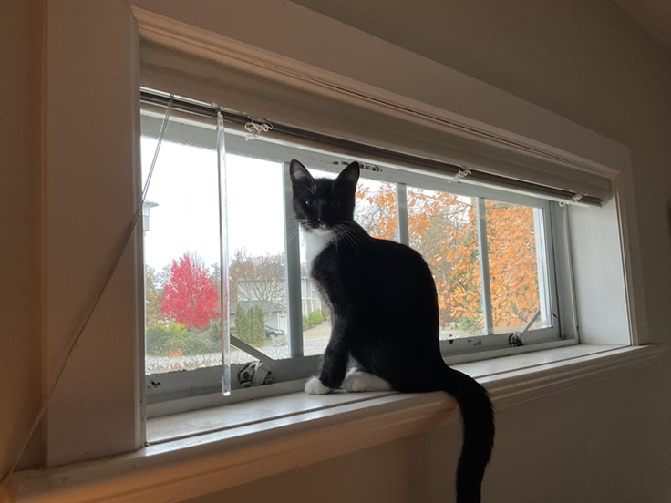 bw cat sill.jpg