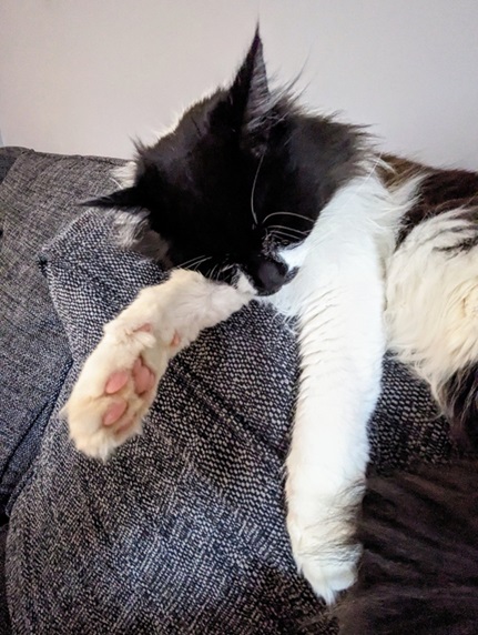 bw cat sleeping.jpg