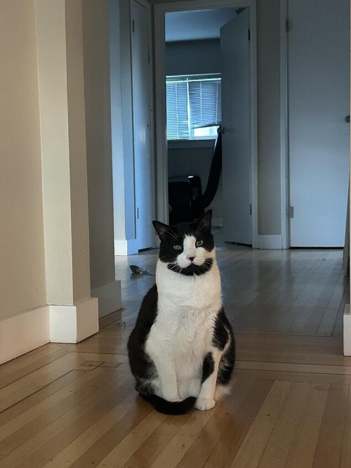 bw cat strap.jpg