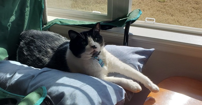 bw cat sun.jpg