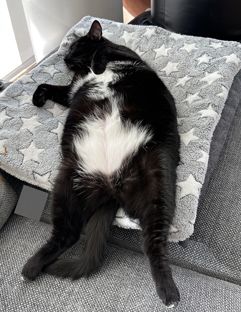 bw cat towel.jpg