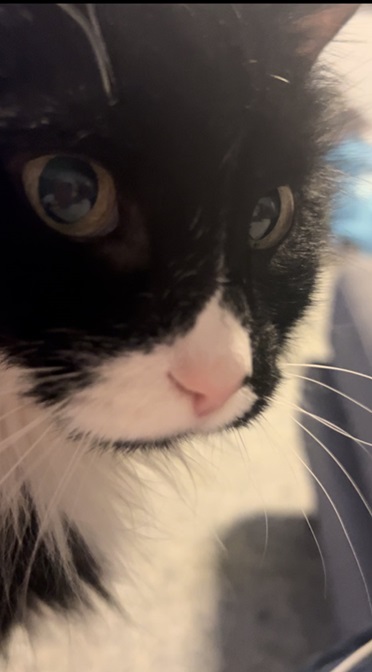 bw cat v close.jpg