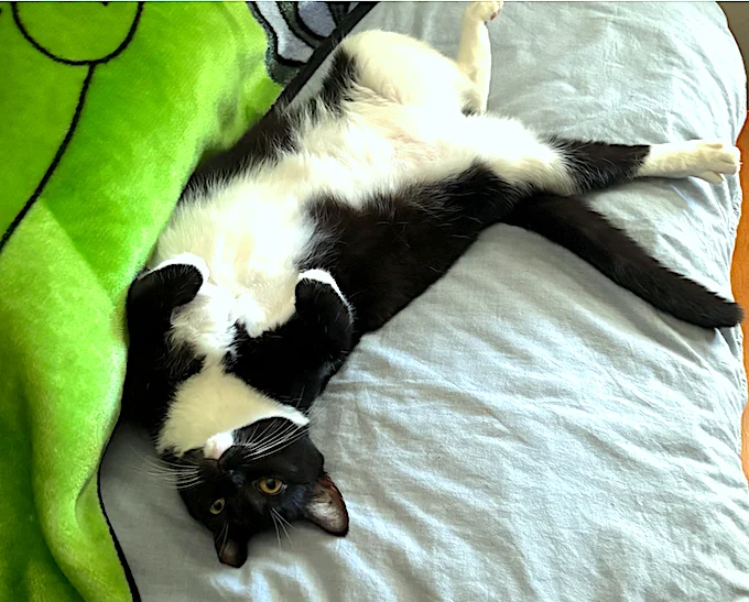 bw cat.webp