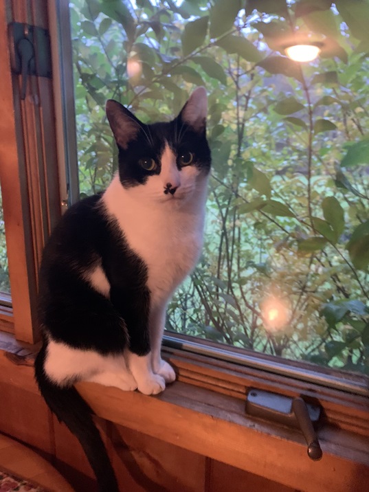 bw cat window.jpg