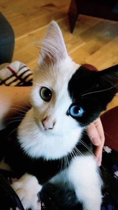 bw cat wow.jpg