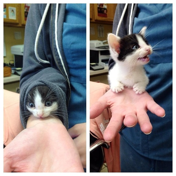 bw kitten hand.jpg
