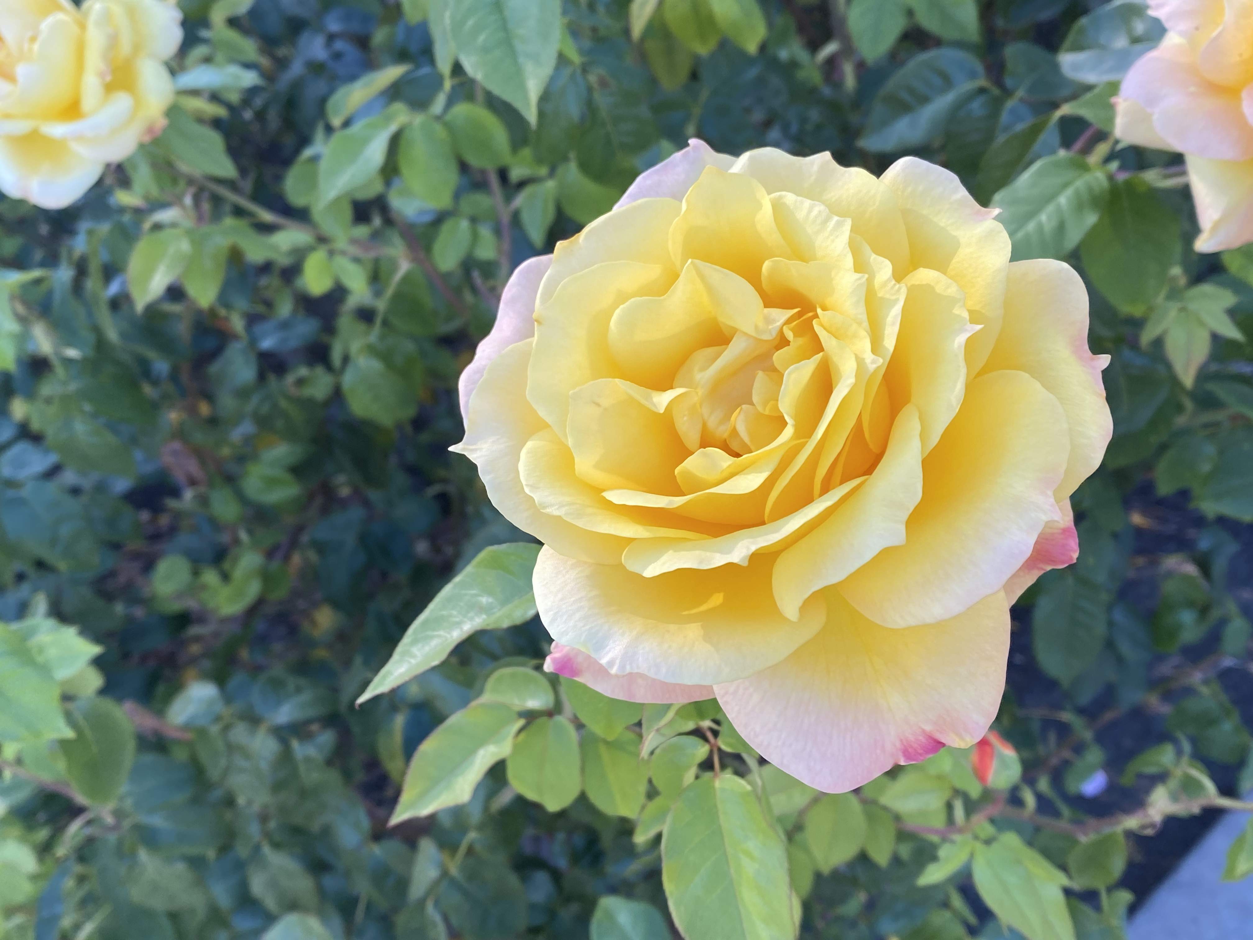 C2457D58-29F5-4199-9A55-7F128DD9D789.jpeg