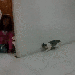 C248952C-DA96-4B9C-9A2F-3805ADA145FF.gif