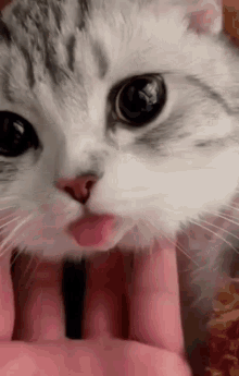 C500F244-0C13-43CE-AA76-8105CDA7488B.gif