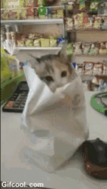C930575B-990E-4358-B3BB-3D5F5EC0716B.gif