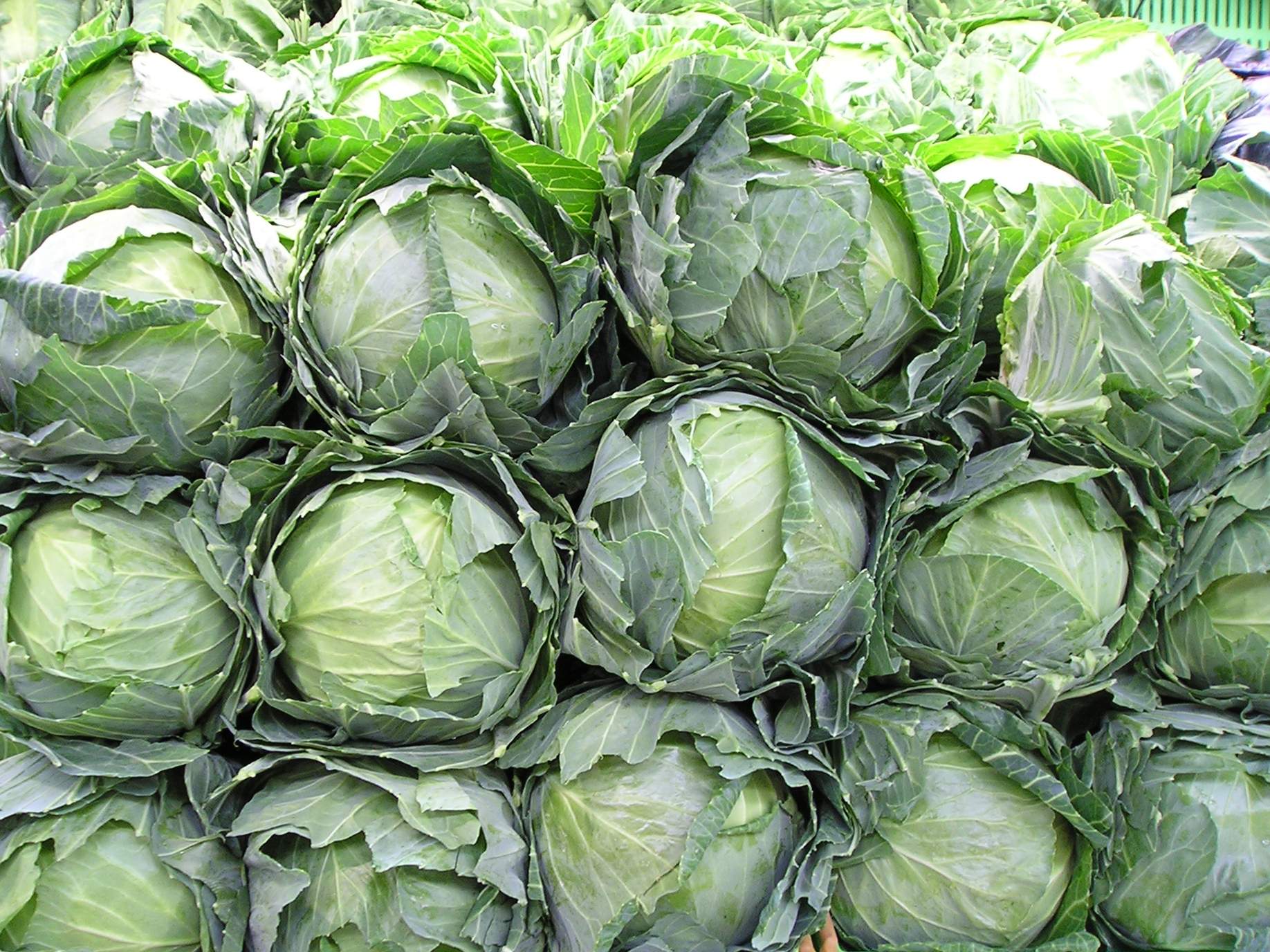 cabbage.jpeg