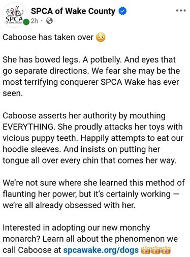 caboose dog 1.jpg