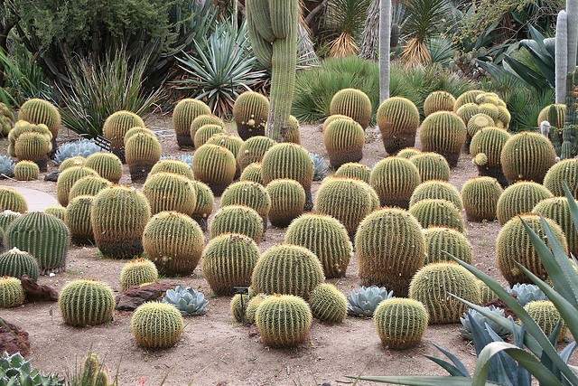 Cactus.jpg