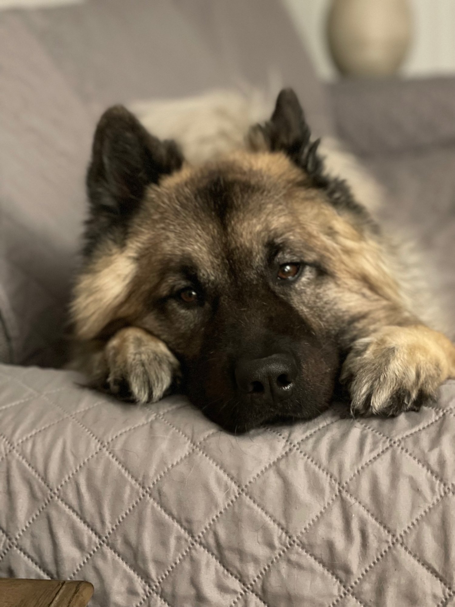 Cadan on sofa.jpg