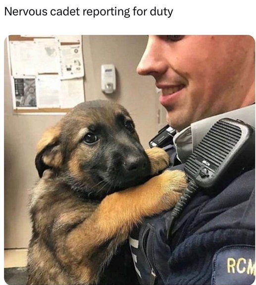 Cadet pup.jpg