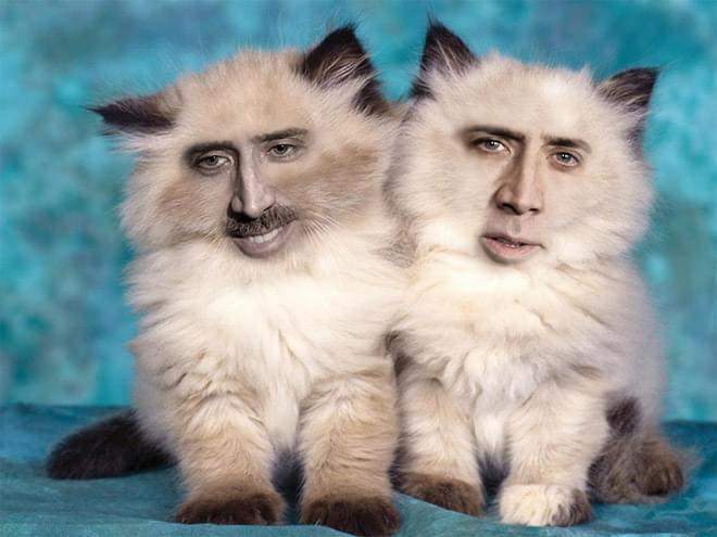 cage.jpg