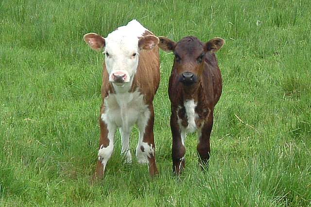 Calfs.jpg