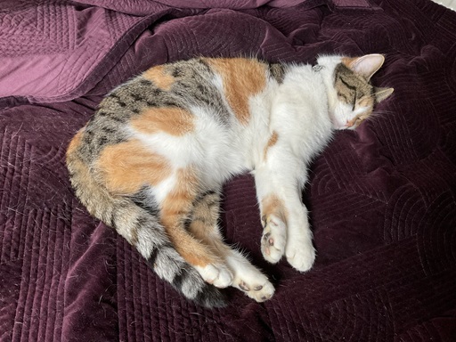 calico 3.jpg