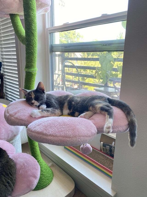 calico bed.jpg