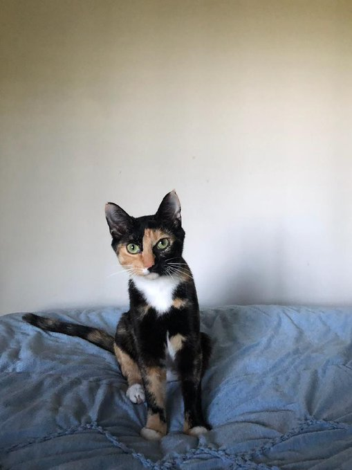calico bed.png