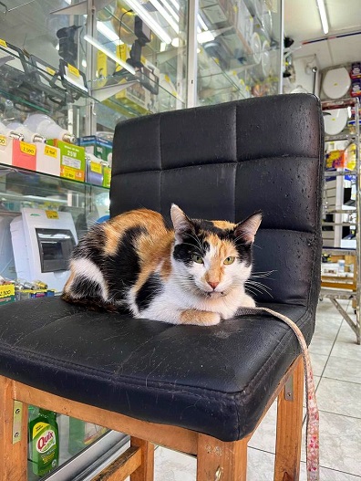 calico bodega.jpg