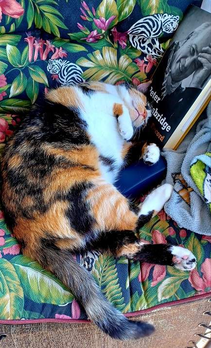 calico book.jpg