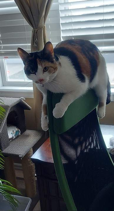 calico chair.jpg