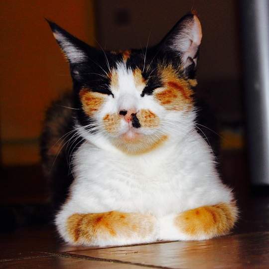 calico close.jpg