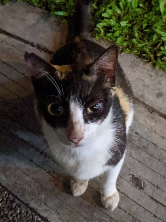 calico close.jpg