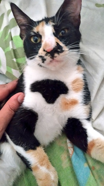 calico close.jpg