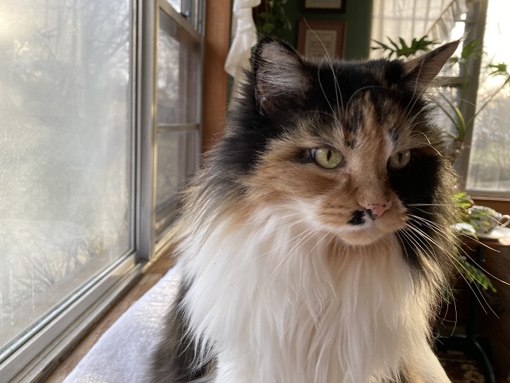 calico corner.jpg