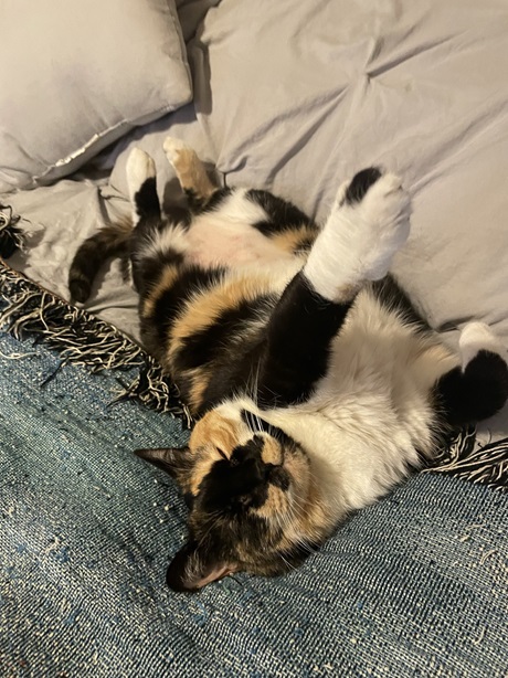 calico couch.jpg