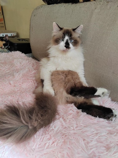 calico couch.jpg