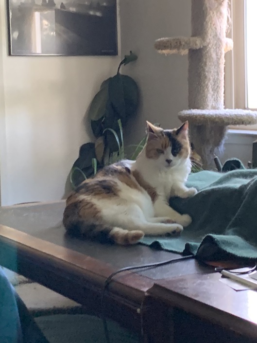 calico desk.jpg